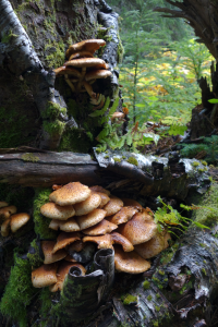 Mushroom Colony and Birch Forest